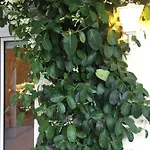 Pelagia * Svoronata